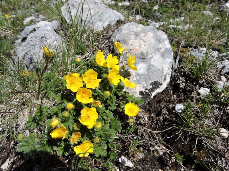 Potentilla crantzii photo 4