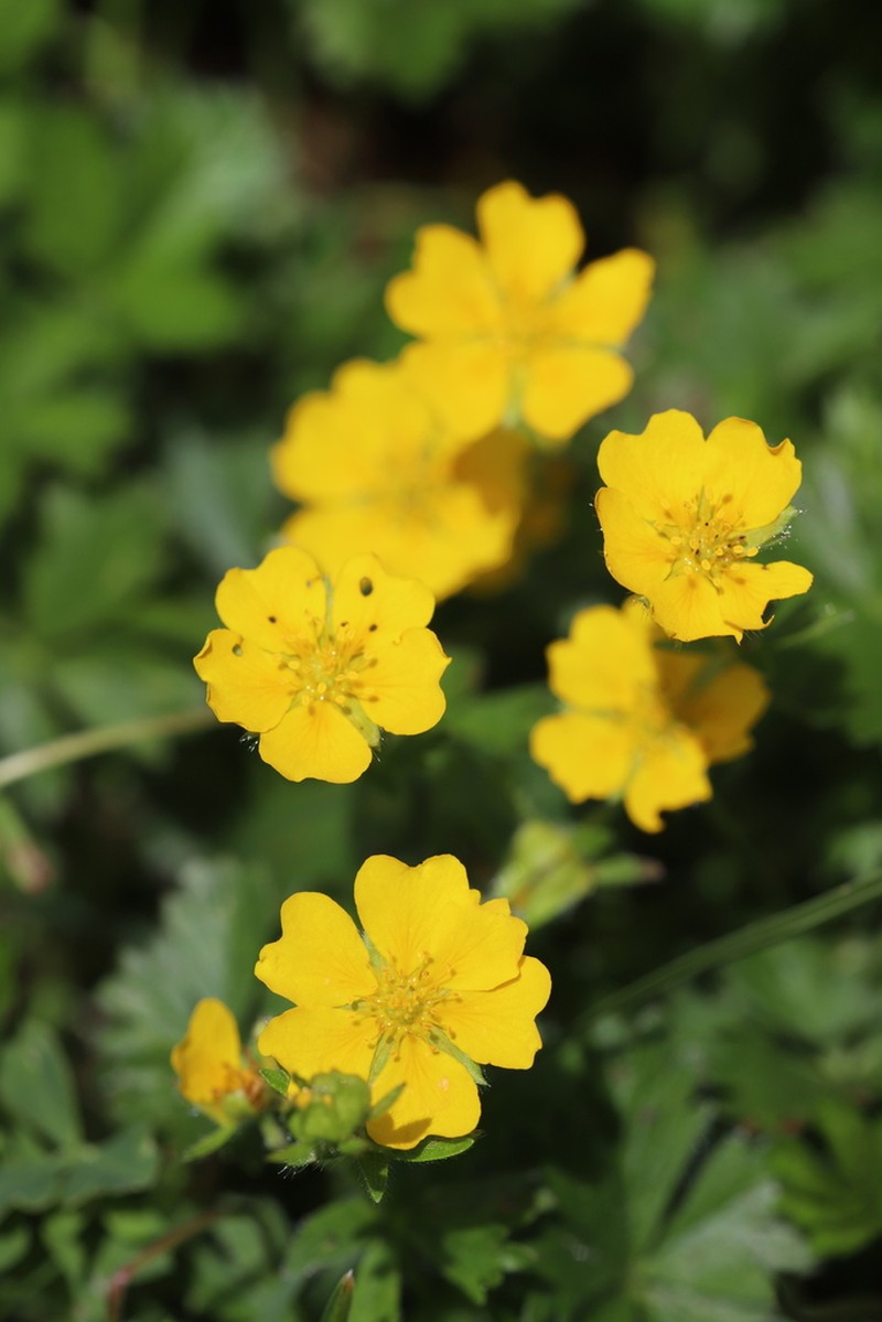 Potentilla crantzii photo 5