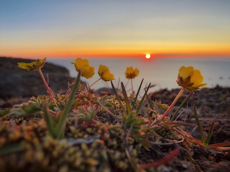Potentilla crantzii photo 6