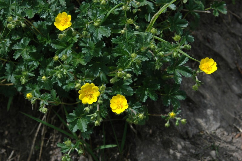Potentilla crantzii photo 7