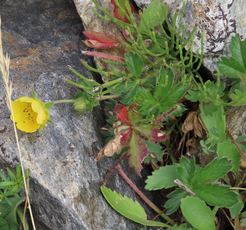 Potentilla crantzii photo 8
