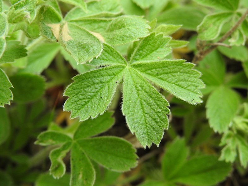 Potentilla crassinervia
