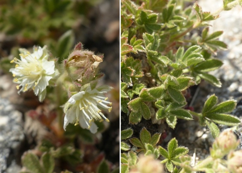 Potentilla crassinervia photo 2