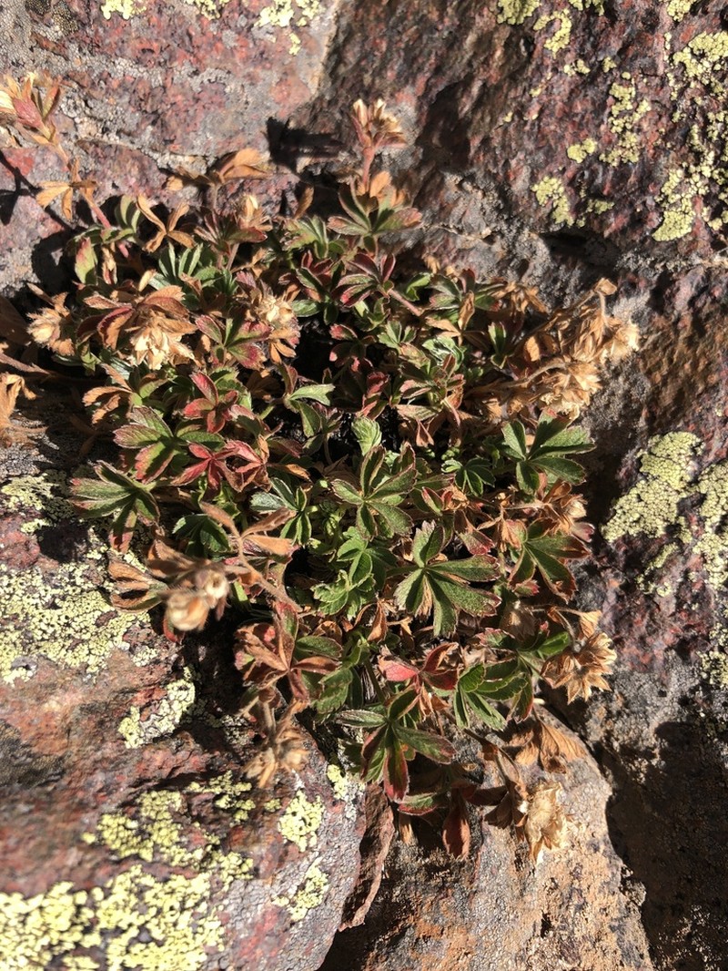 Potentilla crassinervia photo 3
