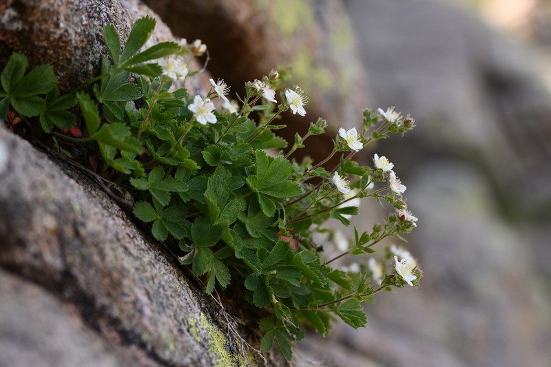 Potentilla crassinervia photo 4
