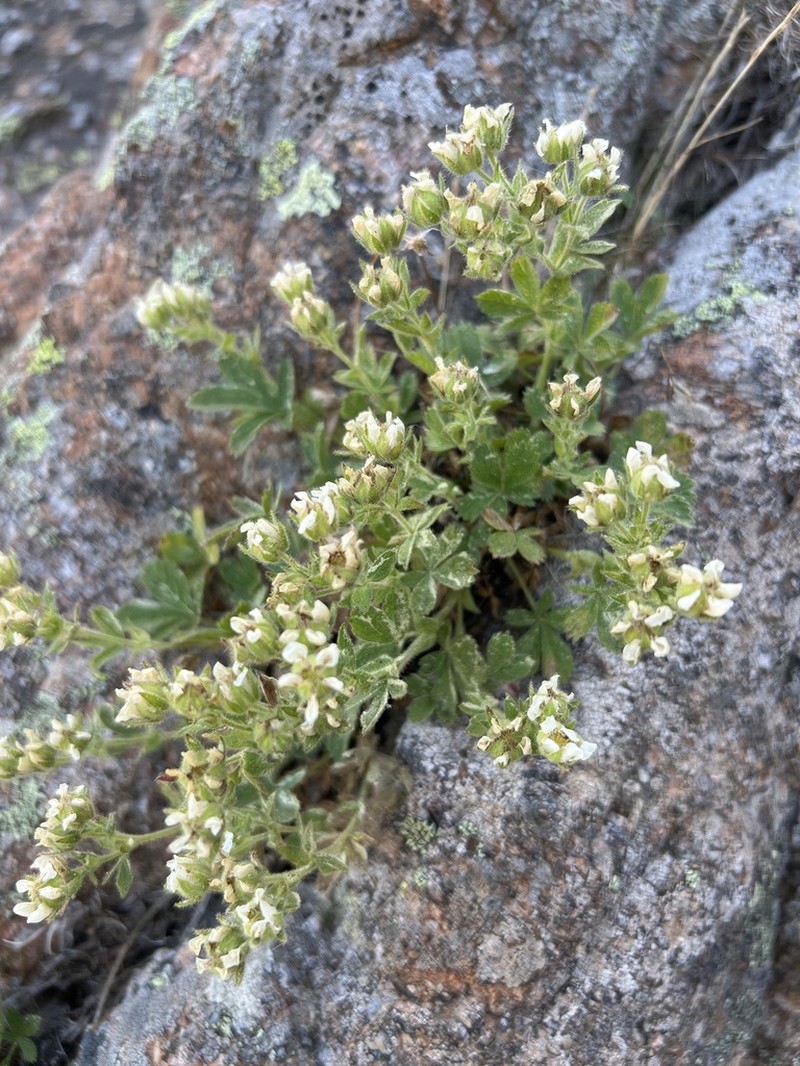 Potentilla crassinervia photo 5