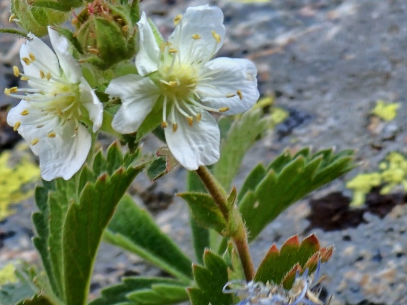 Potentilla crassinervia photo 6