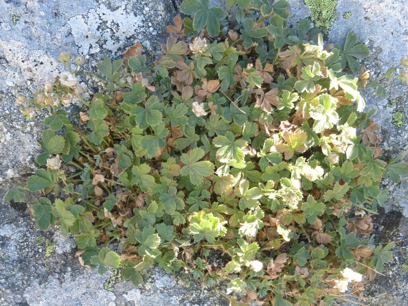 Potentilla crassinervia photo 7
