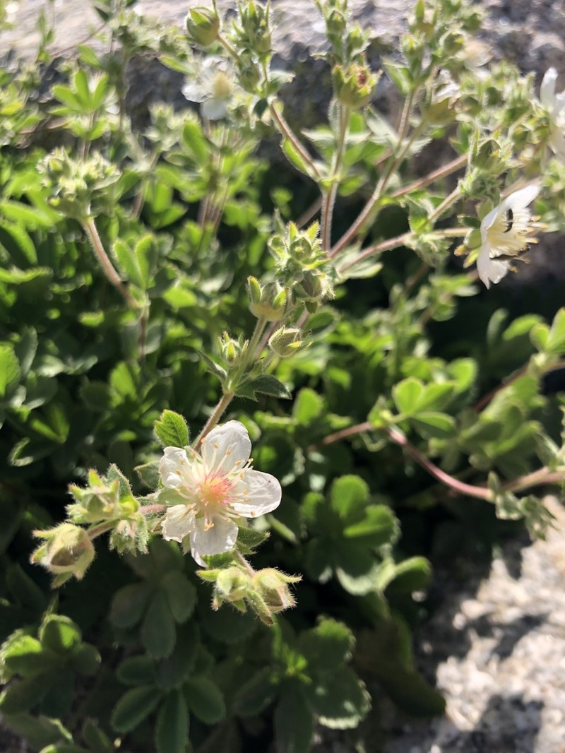 Potentilla crassinervia photo 8