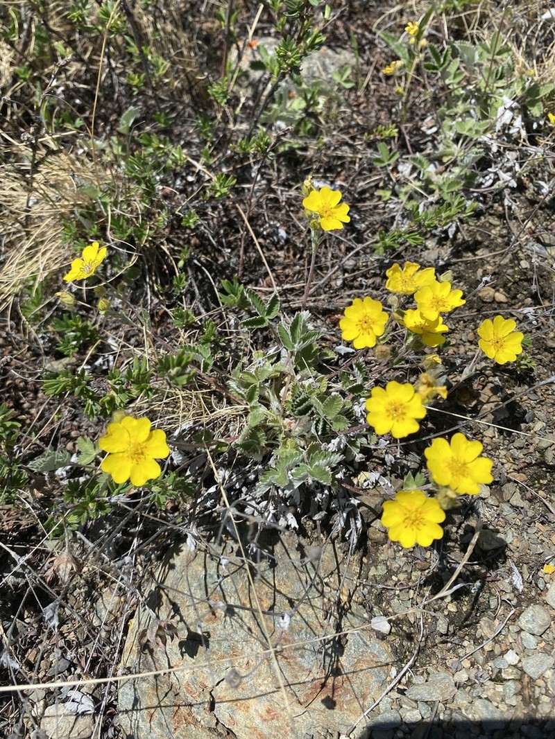 Potentilla crebridens
