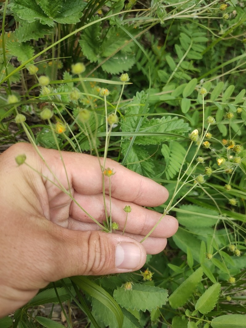 Potentilla crebridens photo 4