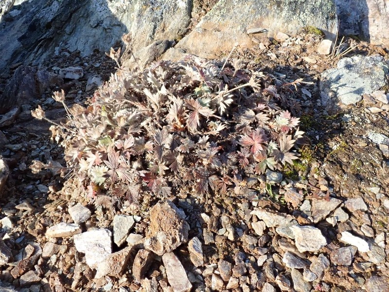 Potentilla crebridens photo 5