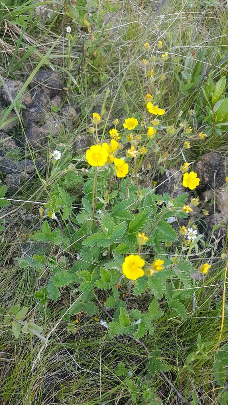 Potentilla crebridens photo 6