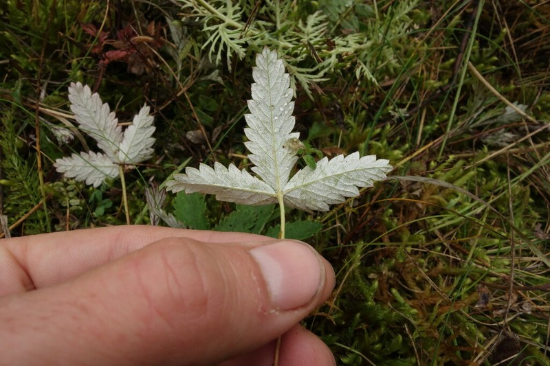 Potentilla crebridens photo 7