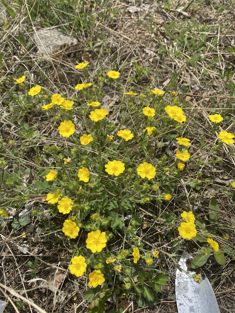 Potentilla crebridens photo 8