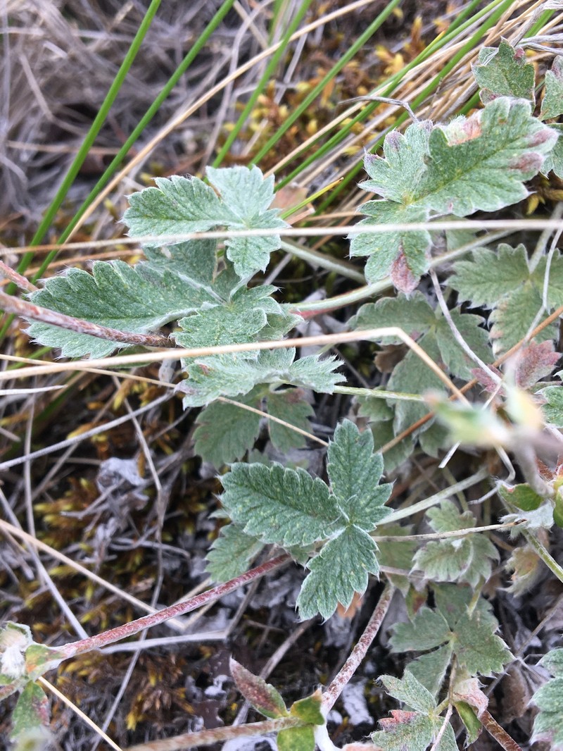 Potentilla crebridens subsp. hemicryophila