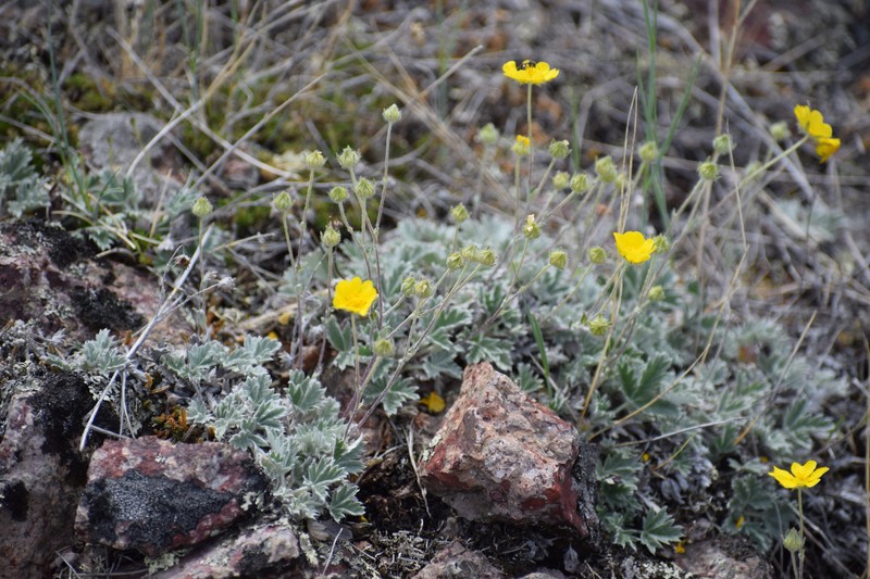 Potentilla crebridens subsp. hemicryophila photo 2