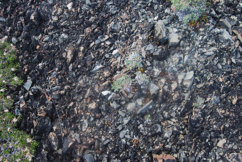 Potentilla crebridens subsp. hemicryophila photo 3