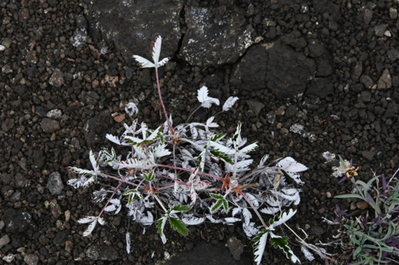Potentilla crebridens subsp. hemicryophila photo 4
