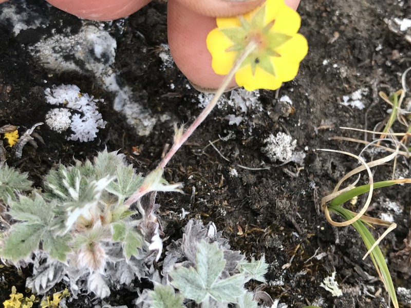 Potentilla crebridens subsp. hemicryophila photo 5