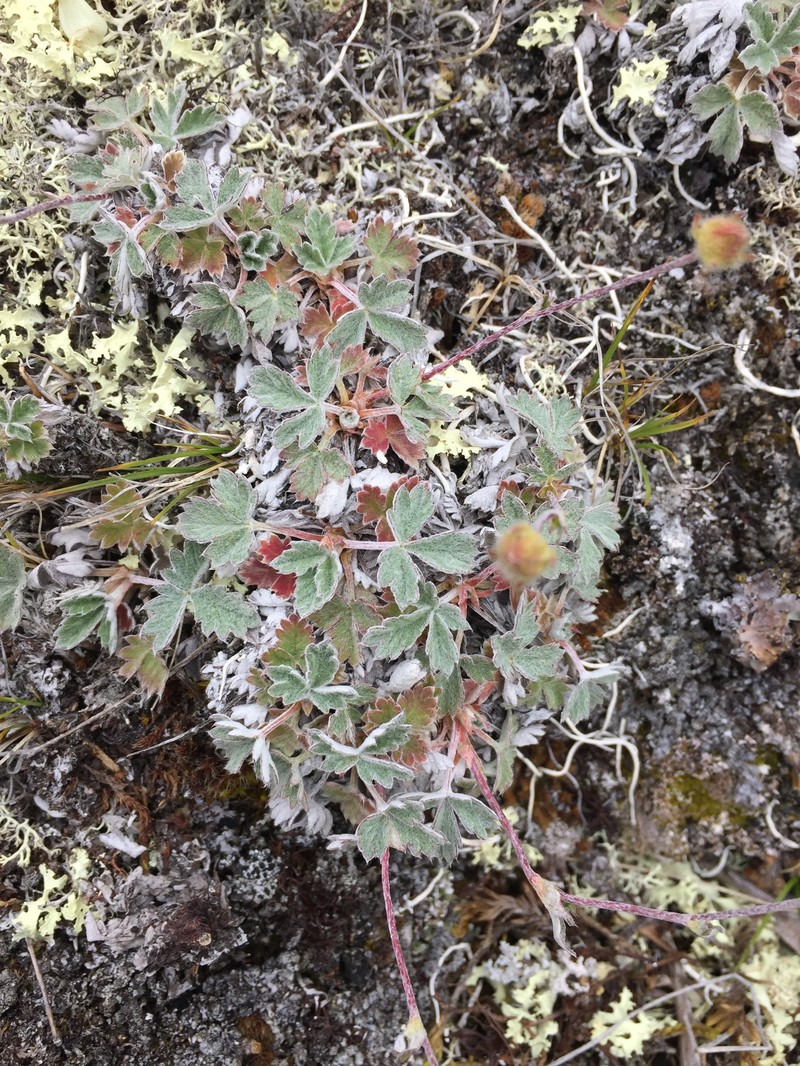 Potentilla crebridens subsp. hemicryophila photo 6