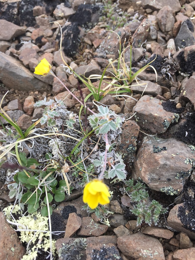 Potentilla crebridens subsp. hemicryophila photo 7