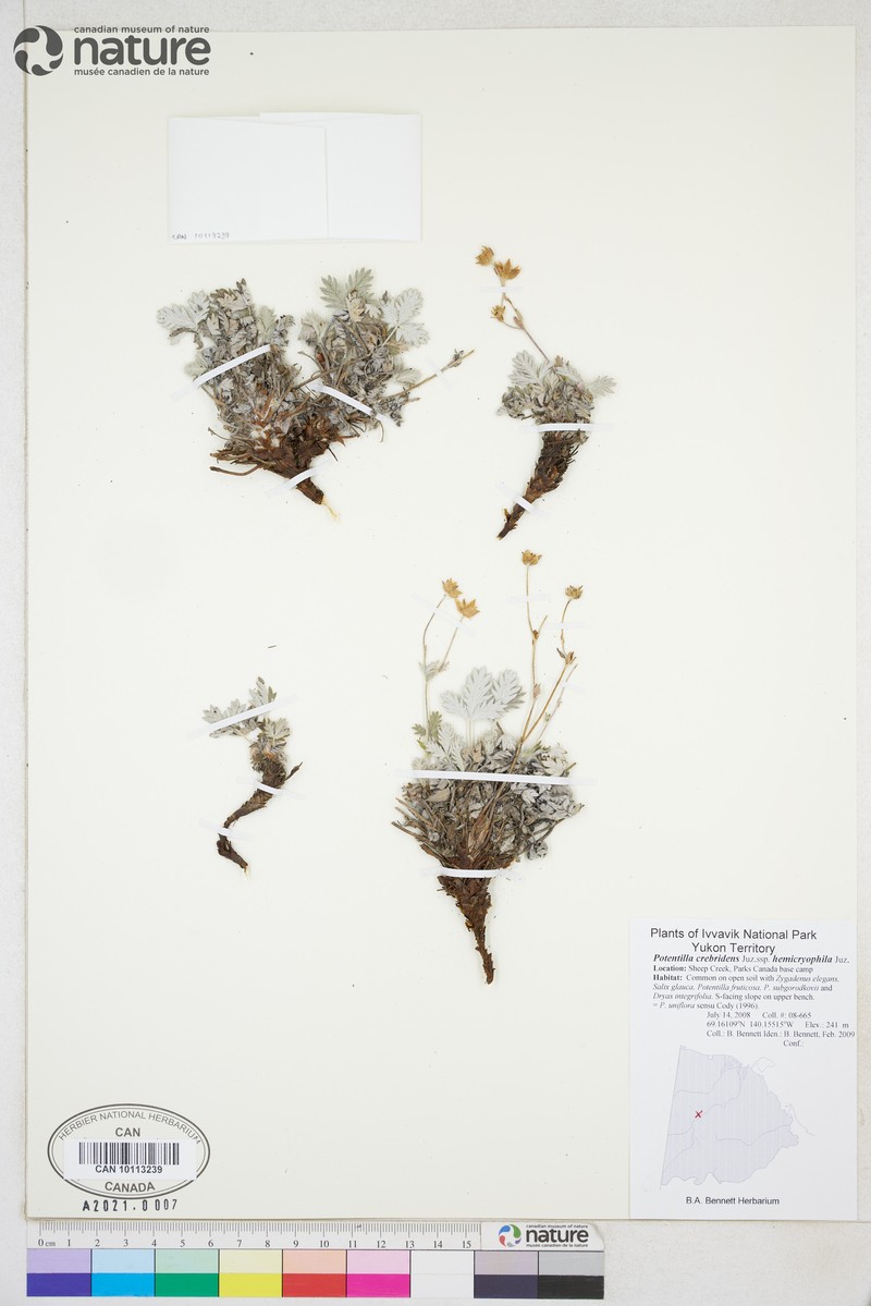 Potentilla crebridens subsp. hemicryophila photo 8