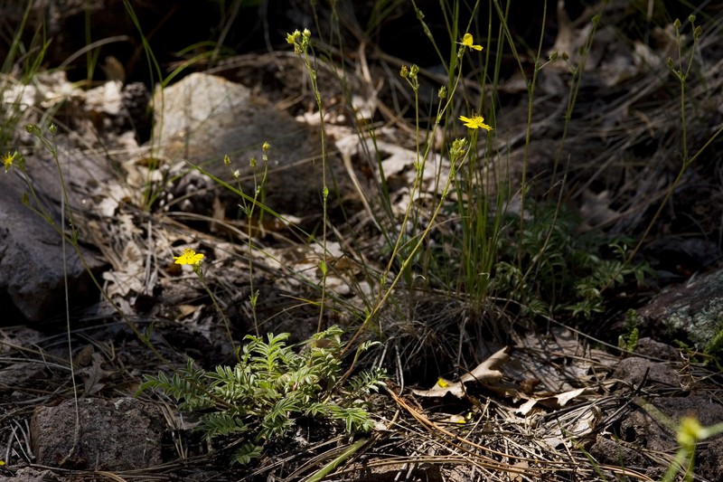 Bearded Cinquefoil