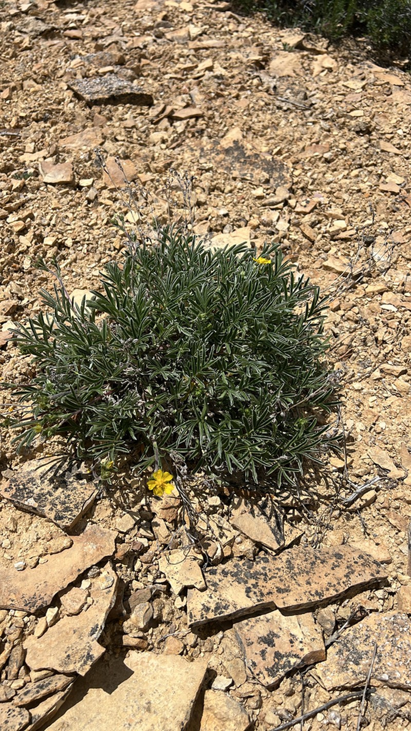 Bearded Cinquefoil