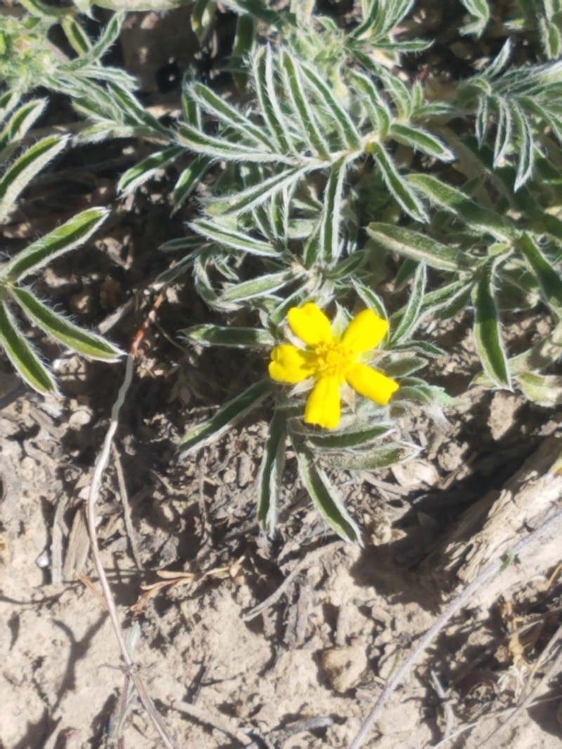 Bearded Cinquefoil photo 2