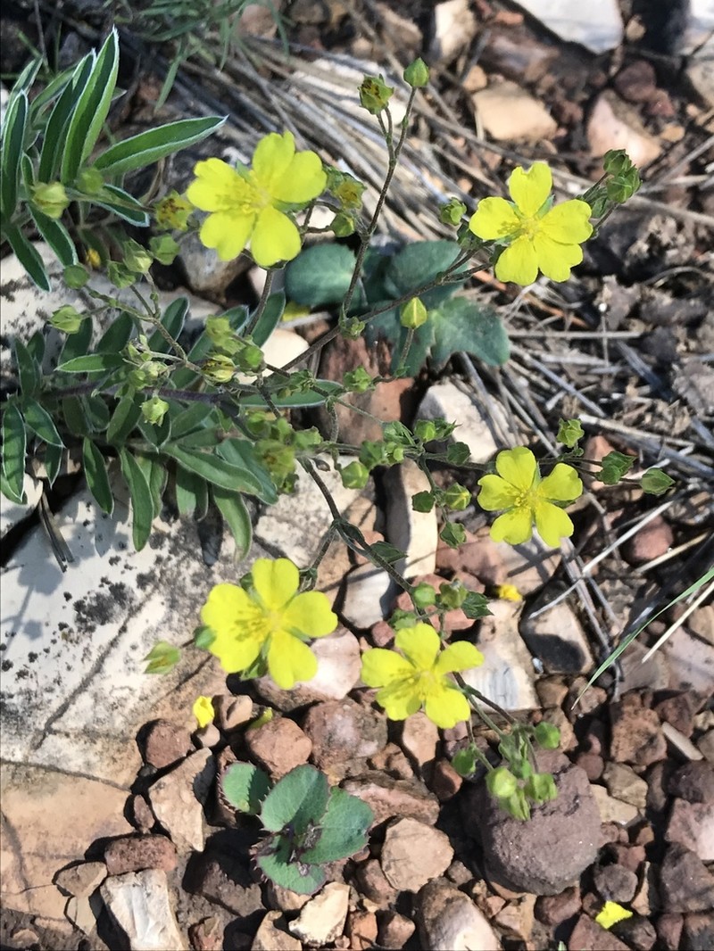 Bearded Cinquefoil photo 3
