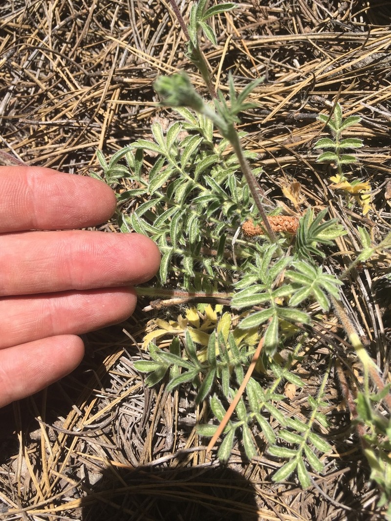 Bearded Cinquefoil photo 4