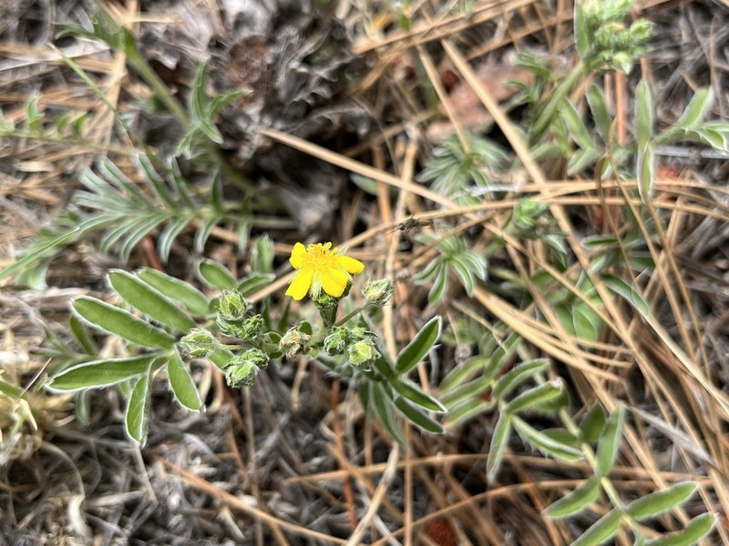 Bearded Cinquefoil photo 5