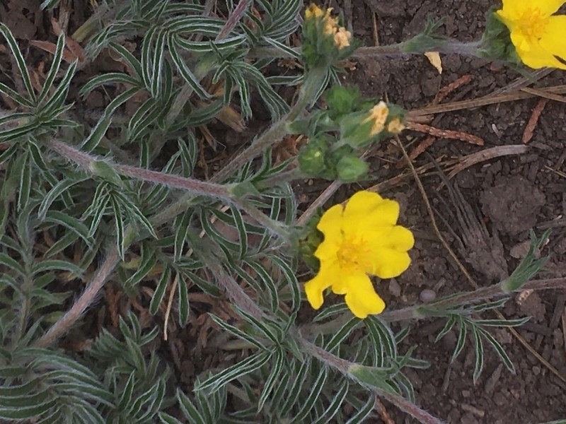Bearded Cinquefoil photo 6