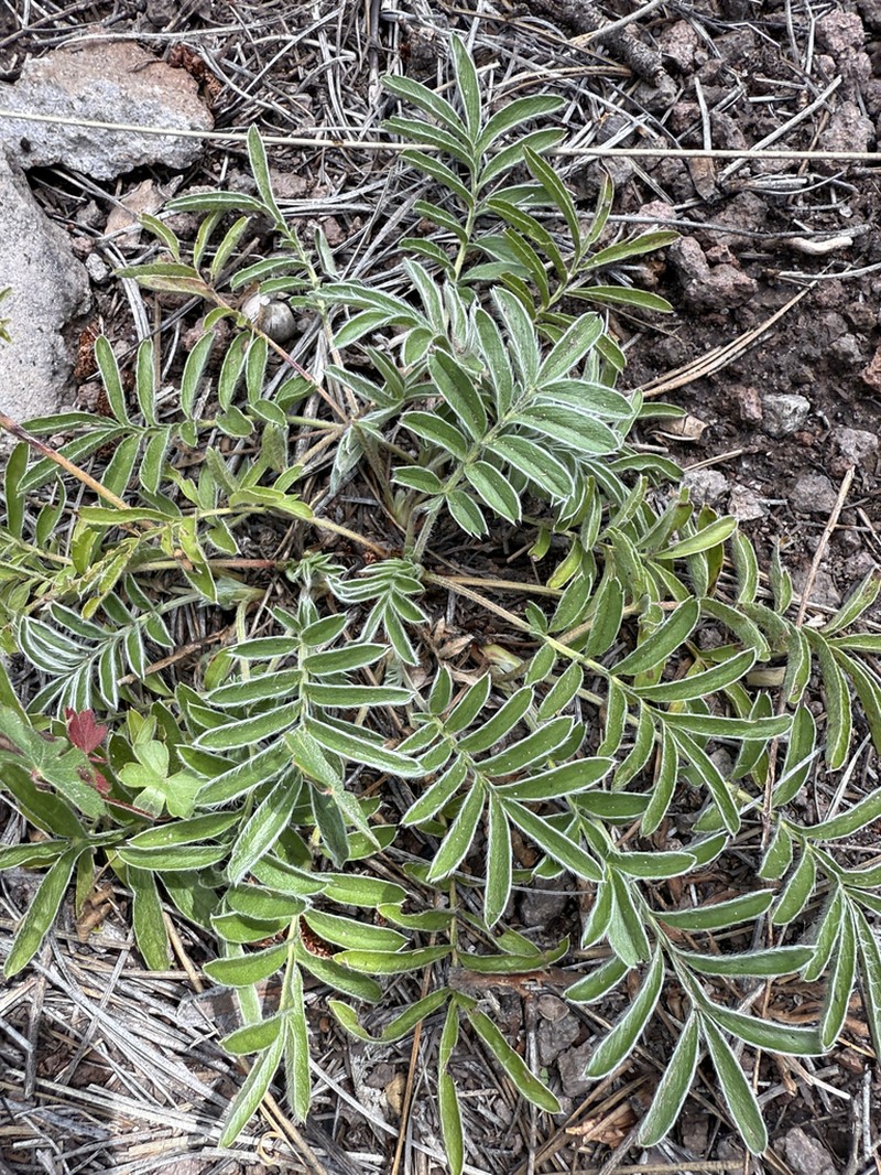 Bearded Cinquefoil photo 8