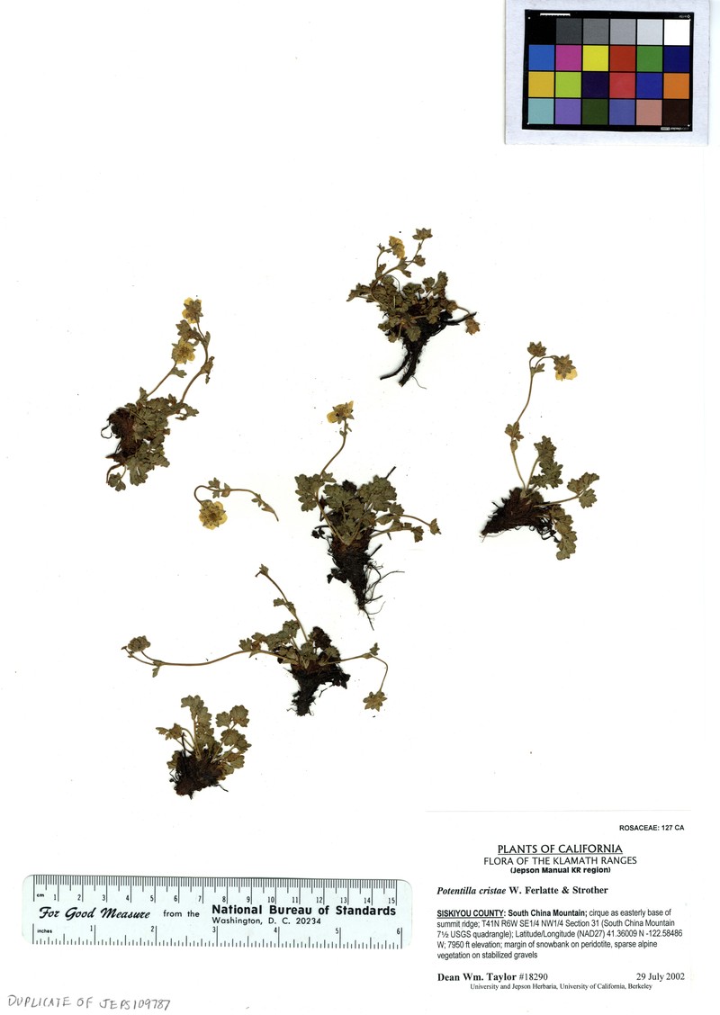 Crested Cinquefoil