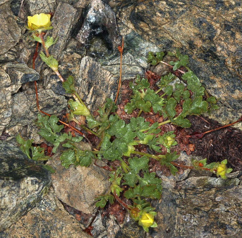 Crested Cinquefoil photo 2