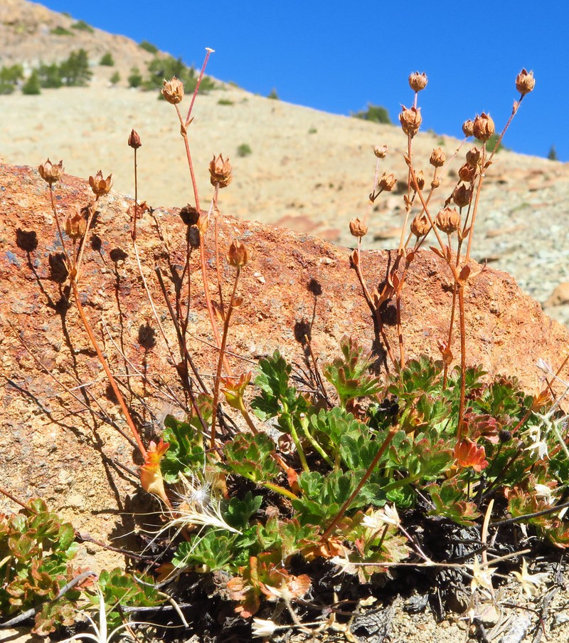 Crested Cinquefoil photo 4