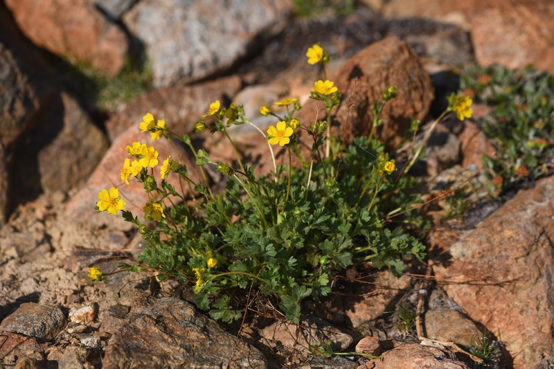 Crested Cinquefoil photo 5