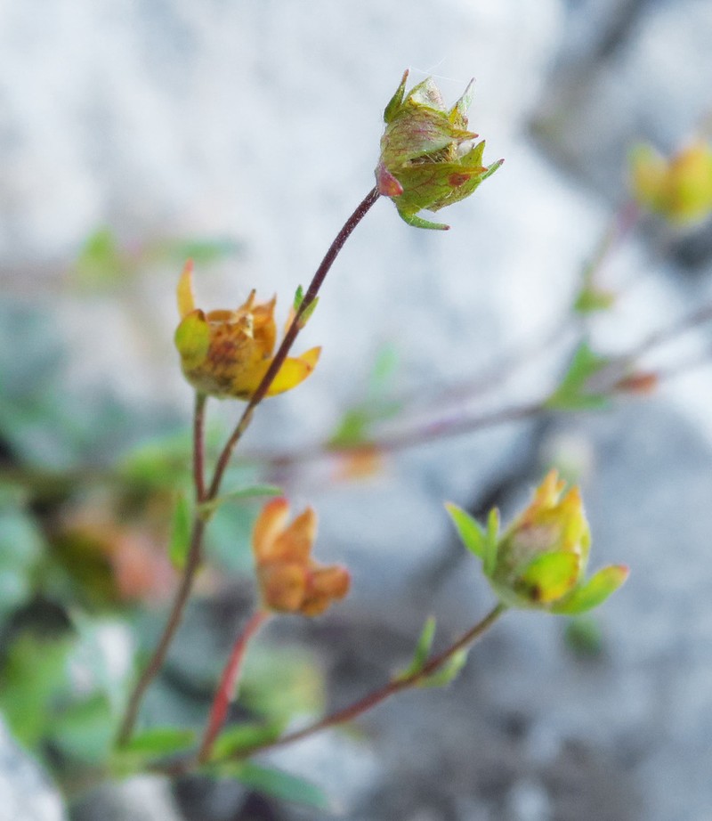 Crested Cinquefoil photo 6
