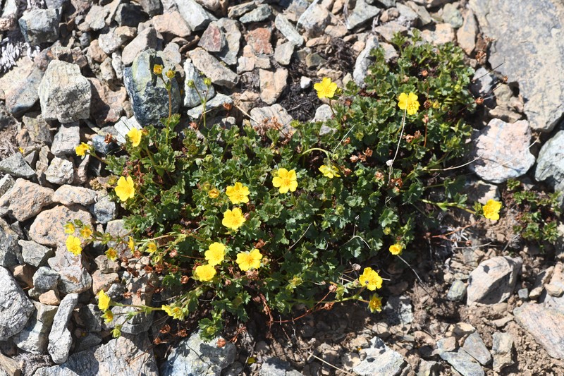 Crested Cinquefoil photo 7