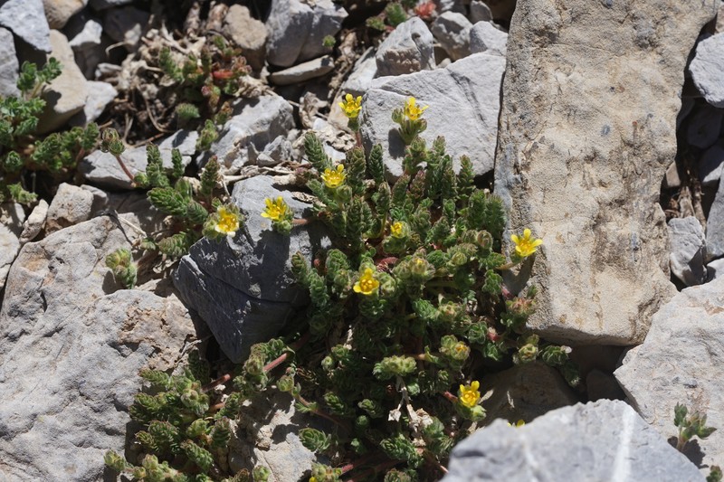 Charleston Peak Mousetail photo 2