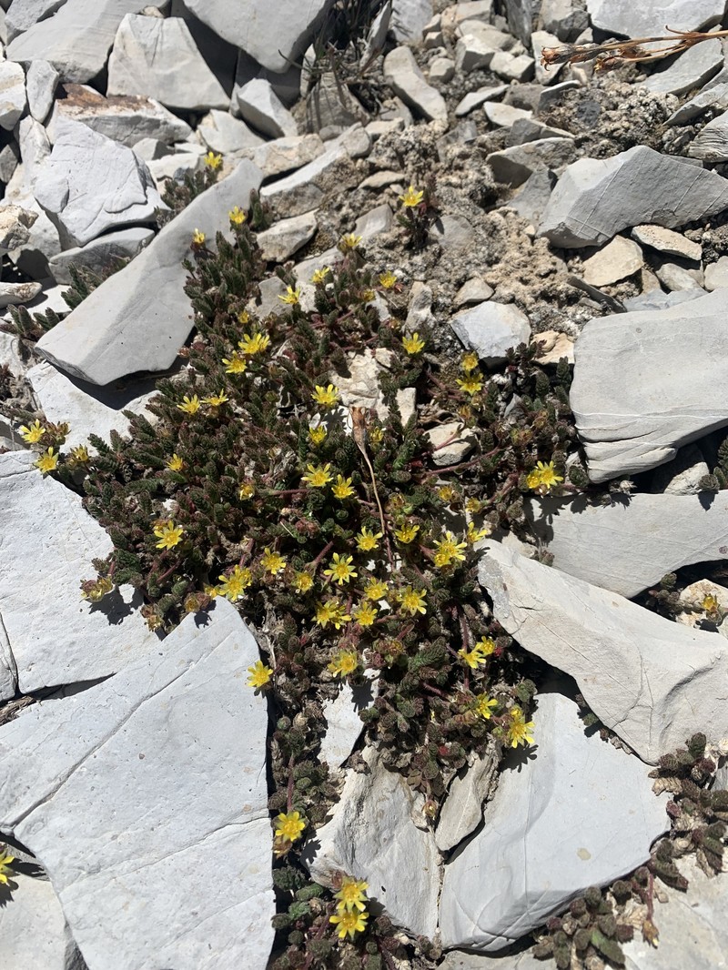 Charleston Peak Mousetail photo 4