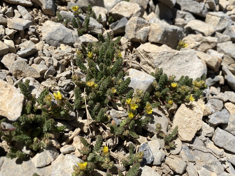 Charleston Peak Mousetail photo 6