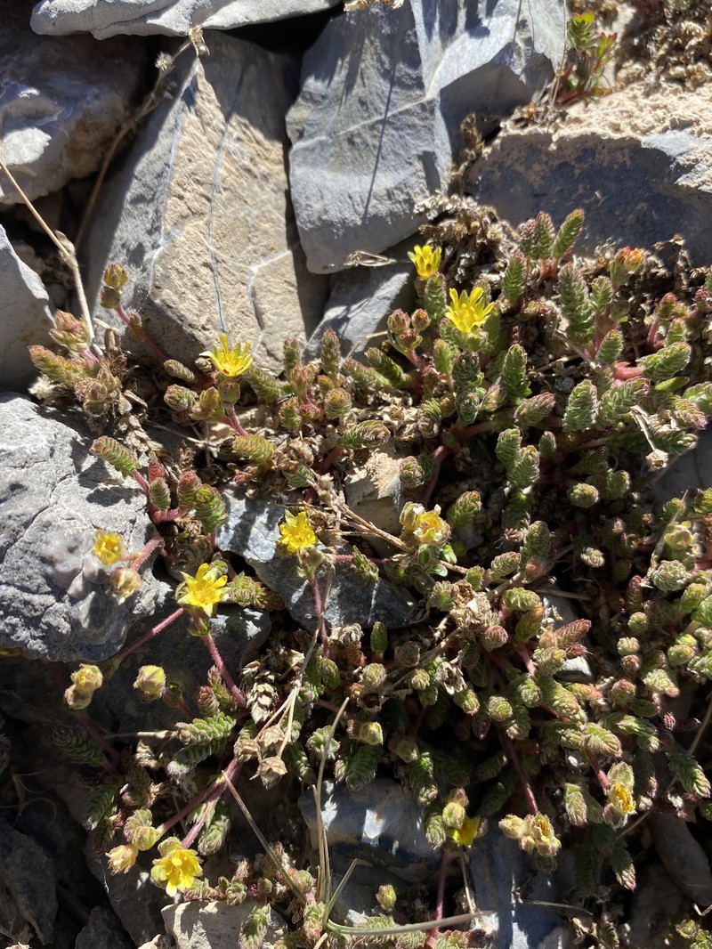 Charleston Peak Mousetail photo 7