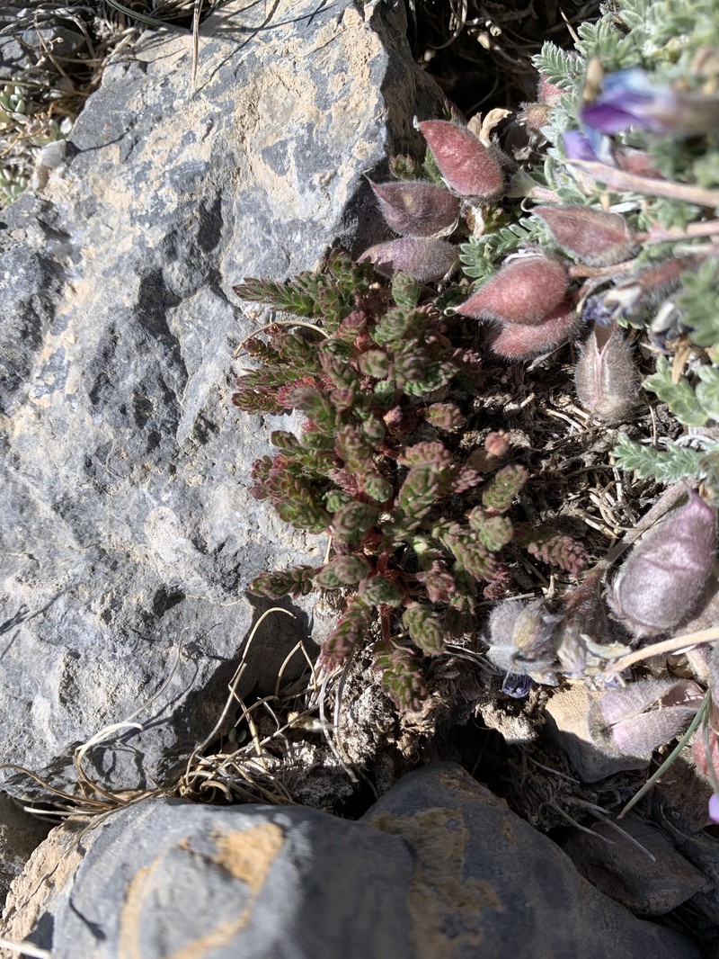 Charleston Peak Mousetail photo 8