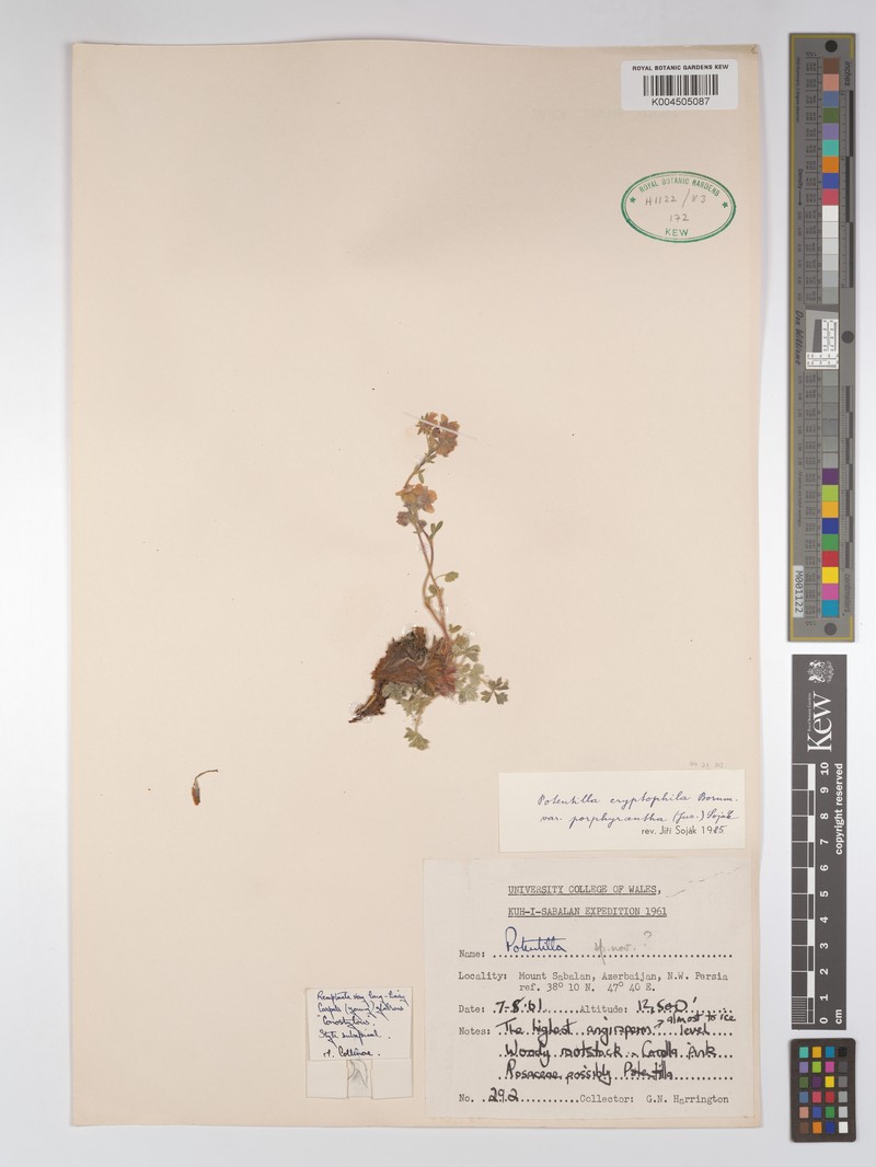 Potentilla cryptophila