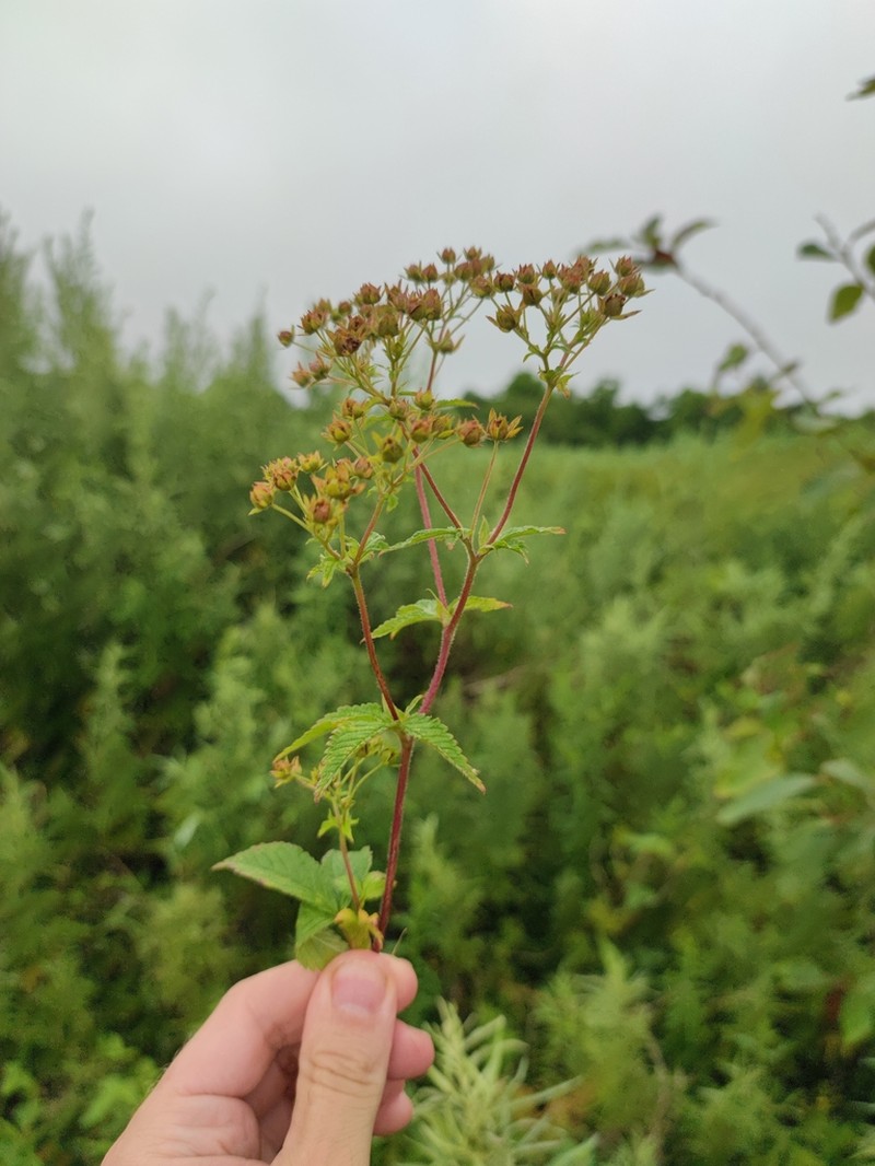 Potentilla cryptotaeniae photo 2