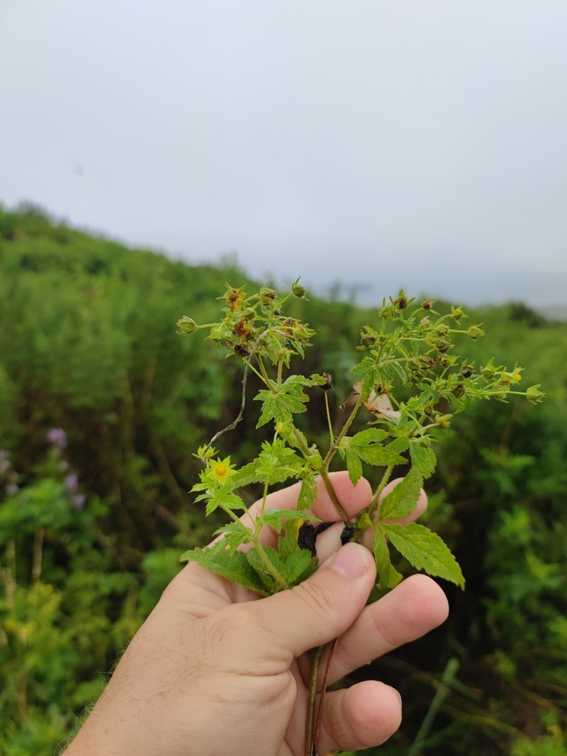 Potentilla cryptotaeniae photo 3