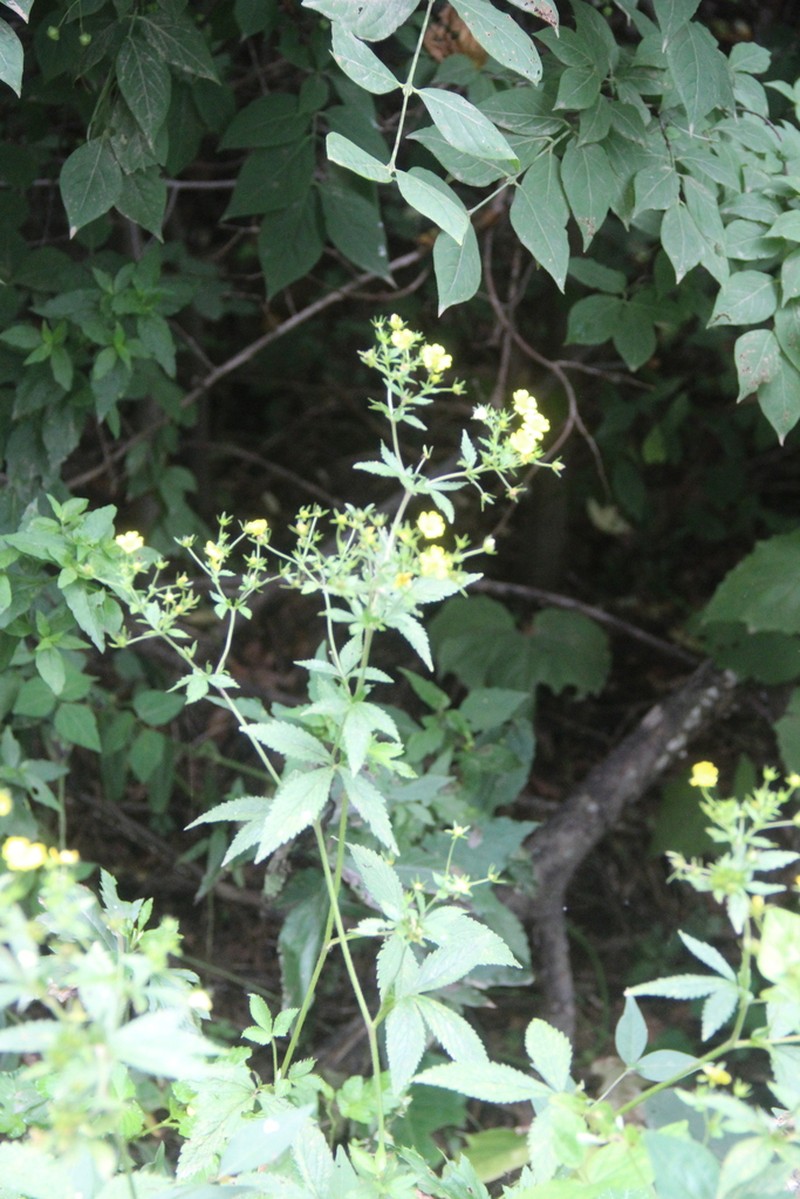 Potentilla cryptotaeniae photo 4